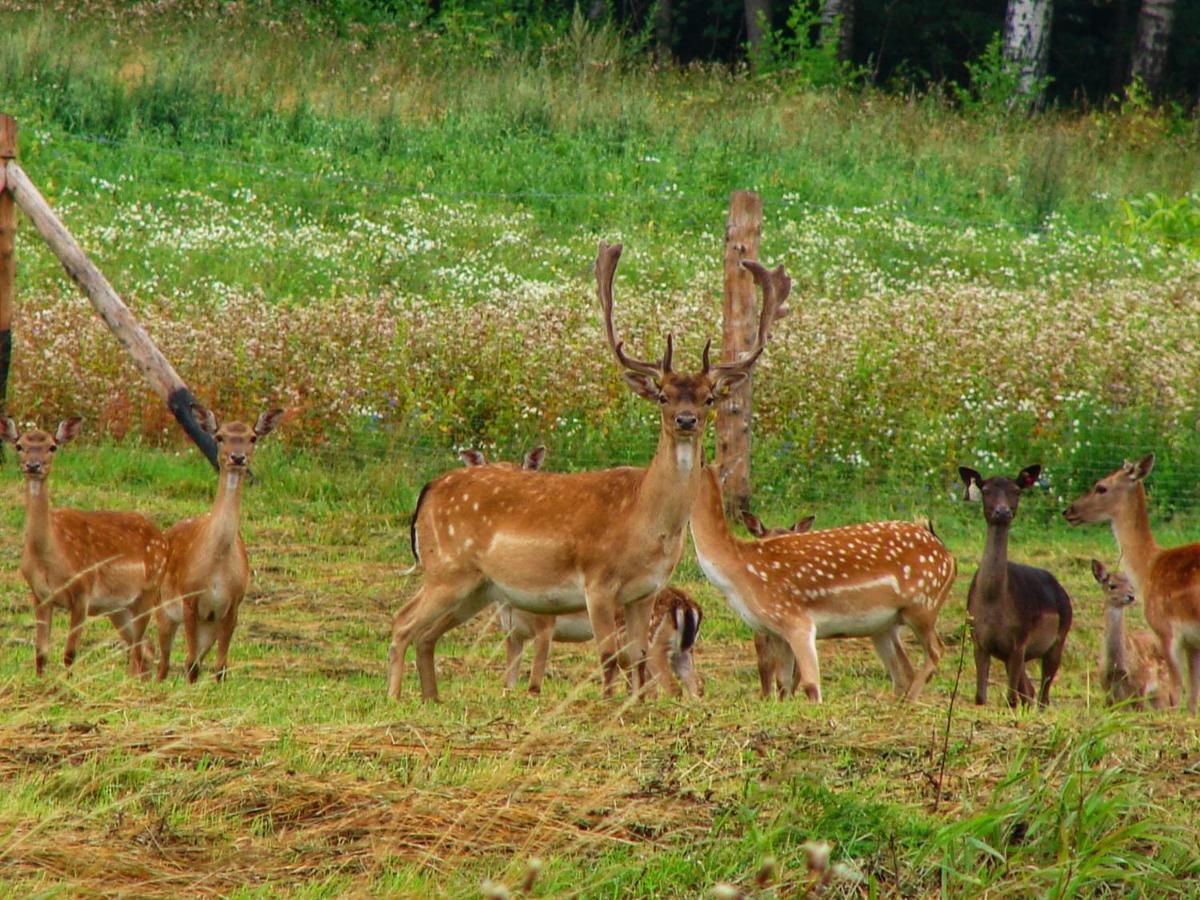 Lesniczowka Zawilec Budry Esterno foto